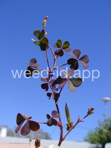 woodsorrel, creeping